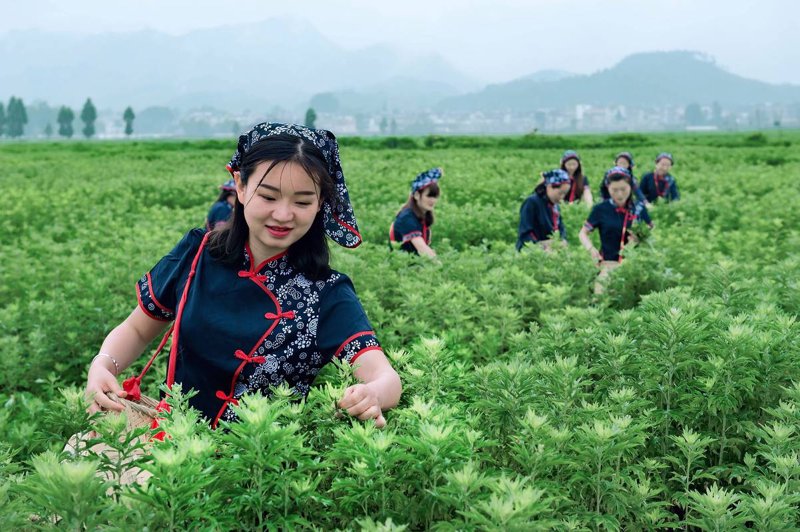 蕲艾批发：中药之佳品