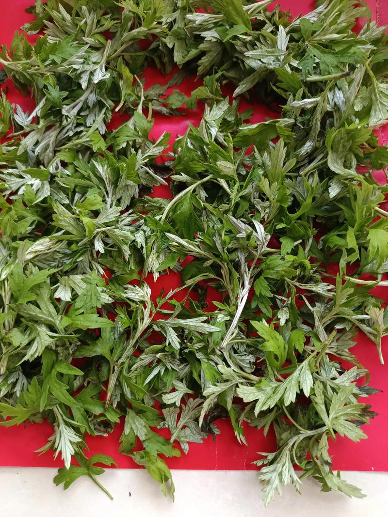 蕲艾种植新动态：传统与现代并行