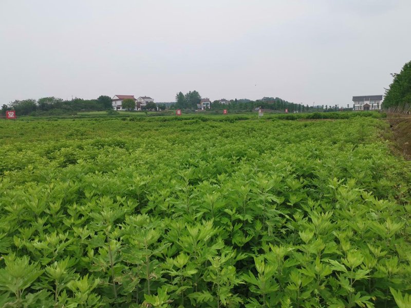 艾草加工